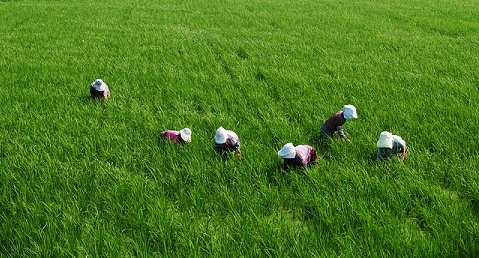 Regenari Petani Tanam Padi