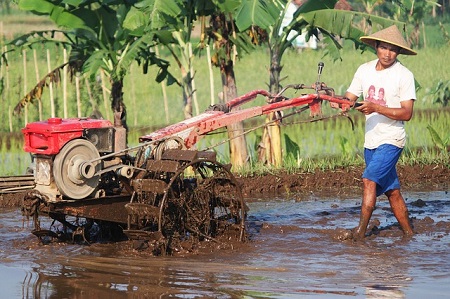 Regenerasi Petani Mengolah Lahan