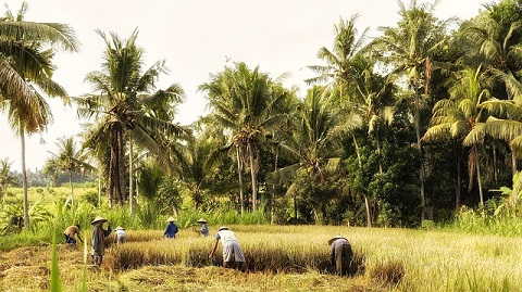 Regenerasi Petani Panen Padi